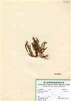 藏品(相馬氏石松)的圖片